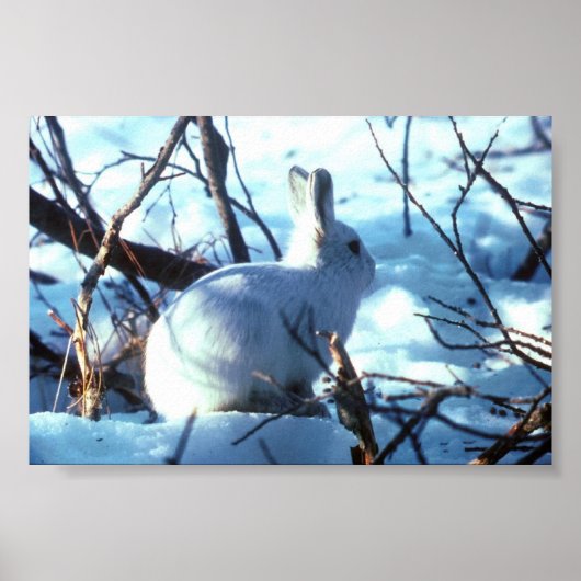 Arctic Hare in photo size Poster (Voorkant)