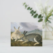 Arctic Hare van John James Audubon Briefkaart (Staand voorkant)