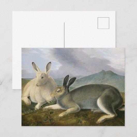 Arctic Hare van John James Audubon Briefkaart (Voorkant / Achterkant)