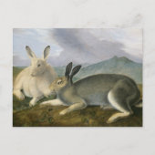 Arctic Hare van John James Audubon Briefkaart (Voorkant)