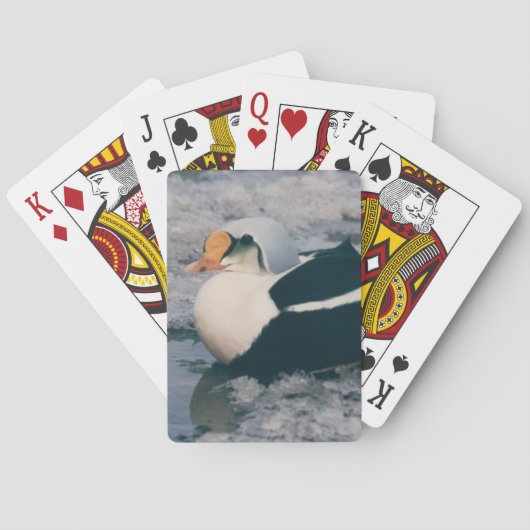 Arctic King Eider Waterfowl Bird Design Deck Pokerkaarten (Achterkant)