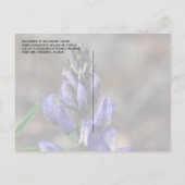 Arctic Lupine Blossom, Denali National Park, AK Briefkaart (Achterkant)