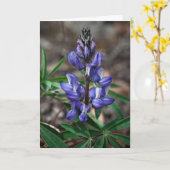 Arctic Lupine, Denali National Park, Alaska Kaart (Gele Bloem)