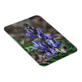 Arctic Lupine, Denali National Park, Alaska Magneet (Rechterzijde)