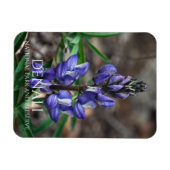 Arctic Lupine, Denali National Park, Alaska Magneet (Horizontaal)