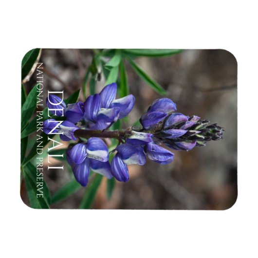 Arctic Lupine, Denali National Park, Alaska Magneet (Horizontaal)