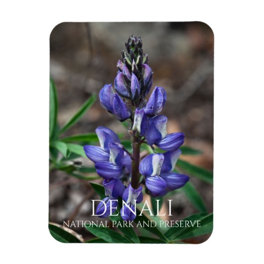 Arctic Lupine, Denali National Park, Alaska Magneet (Verticaal)