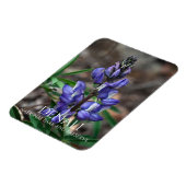 Arctic Lupine, Denali National Park, Alaska Magneet (Linkerzijde)