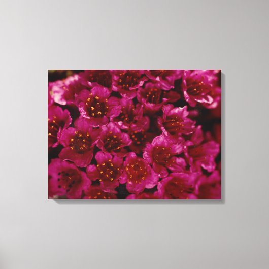 Arctic Paars Saxifrage Flower Photo Ontworpen Canvas Afdruk (Voorkant)