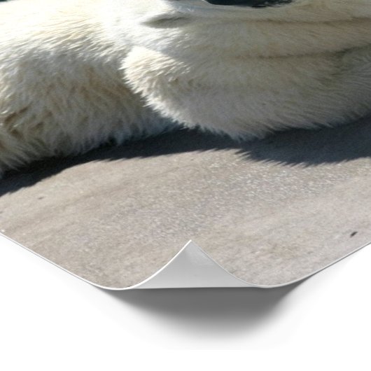 Arctic Polar Beer Poster afdrukken (Hoek)