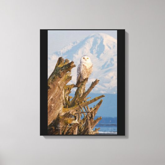 Arctic Snowy Owl, Beach driftwood en Mt. Baker Canvas Afdruk (Voorkant)