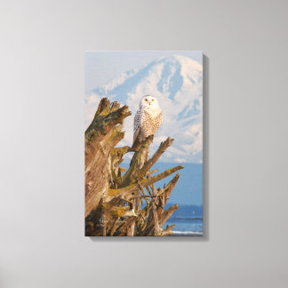 Arctic Snowy Owl, Beach driftwood en Mt. Baker Canvas Afdruk