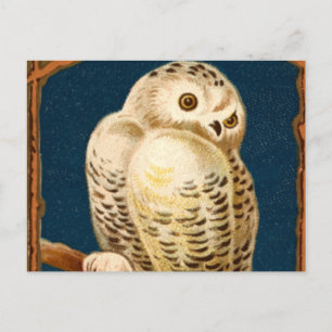 Arctic Snowy Owl Bird - First Day of Winter Briefkaart