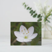 Arctic Starflower, Trientalis europaea Briefkaart (Staand voorkant)