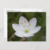 Arctic Starflower, Trientalis europaea Briefkaart (Voorkant / Achterkant)