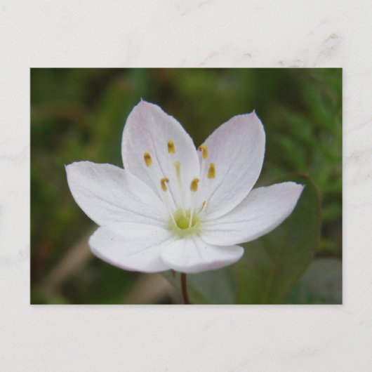 Arctic Starflower, Trientalis europaea Briefkaart (Voorkant)