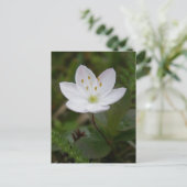 Arctic Starflower, Unalaska Island Briefkaart (Staand voorkant)