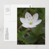 Arctic Starflower, Unalaska Island Briefkaart (Voorkant / Achterkant)