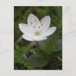 Arctic Starflower, Unalaska Island Briefkaart
