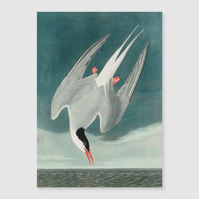Arctic Tern Audubon Bird Wildlife Painting (Voorkant)