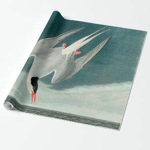 Arctic Tern Audubon Bird Wildlife Painting Cadeaupapier