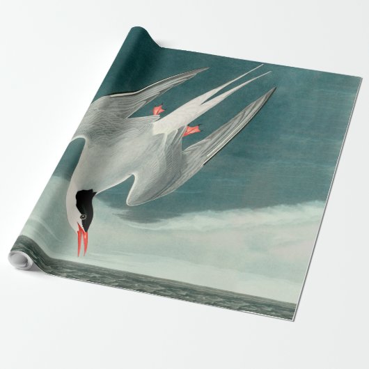 Arctic Tern Audubon Bird Wildlife Painting Cadeaupapier (Uitgerold)