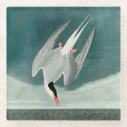 Arctic Tern Audubon Bird Wildlife Painting Glazen Onderzetter (Voorkant)