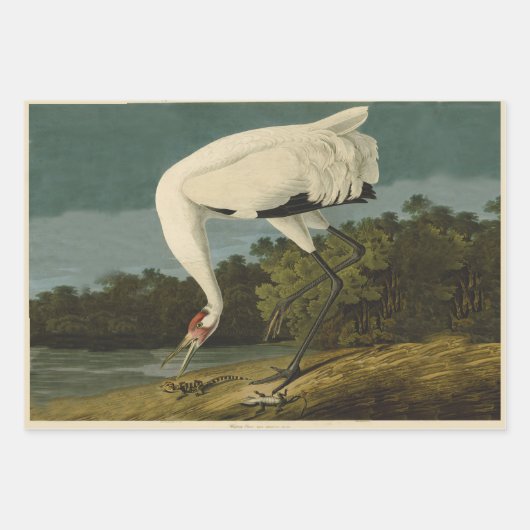 Arctic Tern Audubon Bird Wildlife Painting Inpakpapier Vel (Voorkant 3)