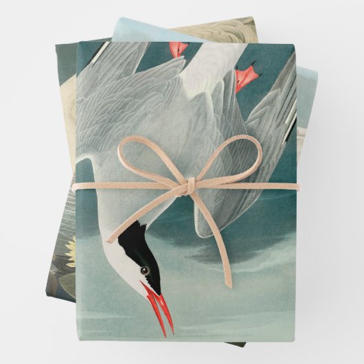 Arctic Tern Audubon Bird Wildlife Painting Inpakpapier Vel (In situ)