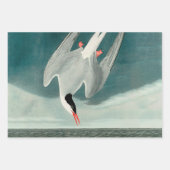 Arctic Tern Audubon Bird Wildlife Painting Inpakpapier Vel (Voorkant)