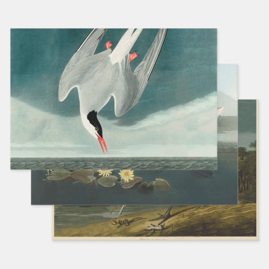 Arctic Tern Audubon Bird Wildlife Painting Inpakpapier Vel (Set)