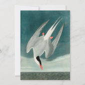 Arctic Tern Audubon Bird Wildlife Painting Kaart (Achterkant)