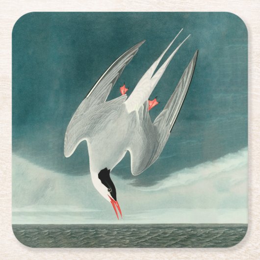 Arctic Tern Audubon Bird Wildlife Painting Kartonnen Onderzetters (Voorkant)