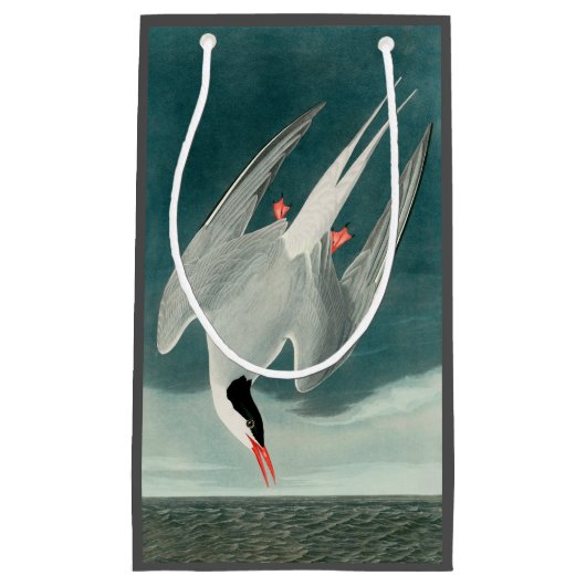 Arctic Tern Audubon Bird Wildlife Painting Klein Cadeauzakje (Voorkant)