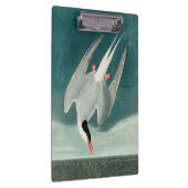 Arctic Tern Audubon Bird Wildlife Painting Klembord (Rechts)