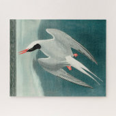 Arctic Tern Audubon Bird Wildlife Painting Legpuzzel (Horizontaal)