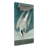 Arctic Tern Audubon Bird Wildlife Painting Mini Klembord (Schuin)