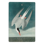 Arctic Tern Audubon Bird Wildlife Painting Mini Klembord (Achterkant)