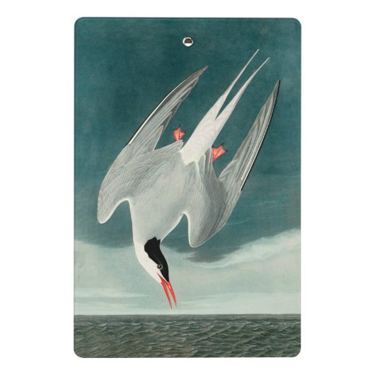 Arctic Tern Audubon Bird Wildlife Painting Mini Klembord (Achterkant)