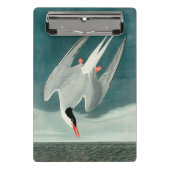 Arctic Tern Audubon Bird Wildlife Painting Mini Klembord (Voorkant)