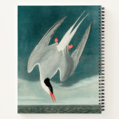 Arctic Tern Audubon Bird Wildlife Painting Notitieboek (Achterkant)