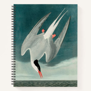 Arctic Tern Audubon Bird Wildlife Painting Notitieboek