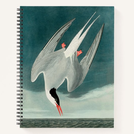 Arctic Tern Audubon Bird Wildlife Painting Notitieboek (Voorkant)