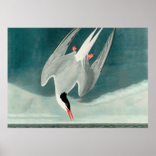 Arctic Tern Audubon Bird Wildlife Painting Poster