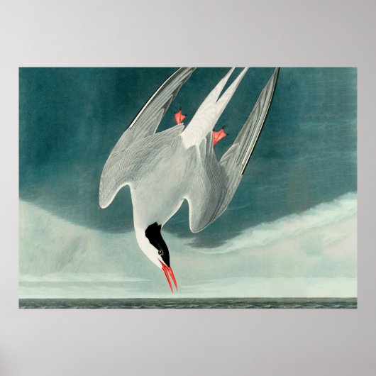 Arctic Tern Audubon Bird Wildlife Painting Poster (Voorkant)