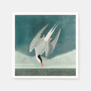 Arctic Tern Audubon Bird Wildlife Painting Servet
