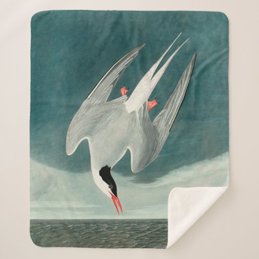 Arctic Tern Audubon Bird Wildlife Painting Sherpa Deken (Voorkant)