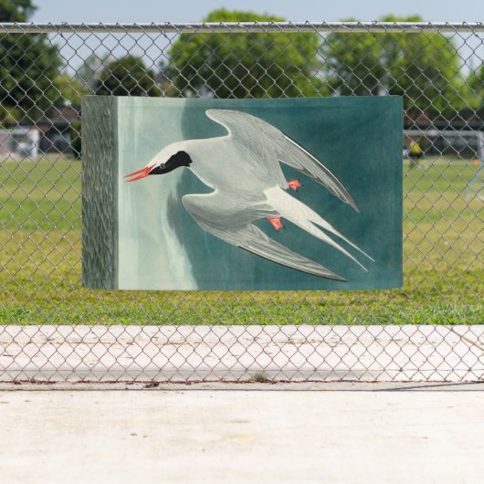 Arctic Tern Audubon Bird Wildlife Painting Spandoek (Insitu)