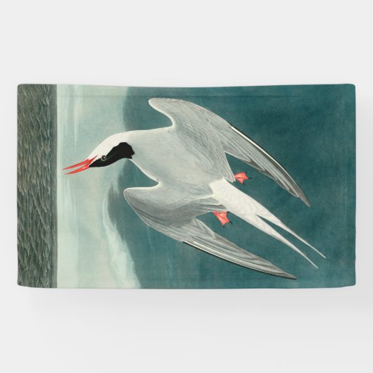 Arctic Tern Audubon Bird Wildlife Painting Spandoek (Horizontaal)