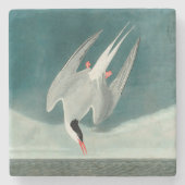 Arctic Tern Audubon Bird Wildlife Painting Stenen Onderzetter (Voorkant)